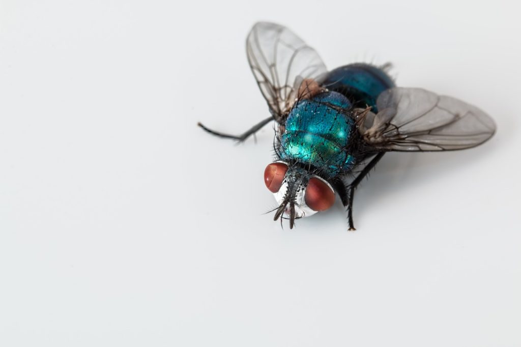 blowfly, blue bottle fly, insect