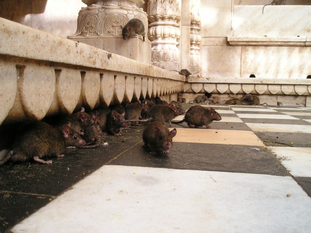 india, rat temple, rat
