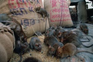Comment se débarrasser des rats à la maison, dératisation montpellier-dératiseur, hérault, extermination rat, rat noir