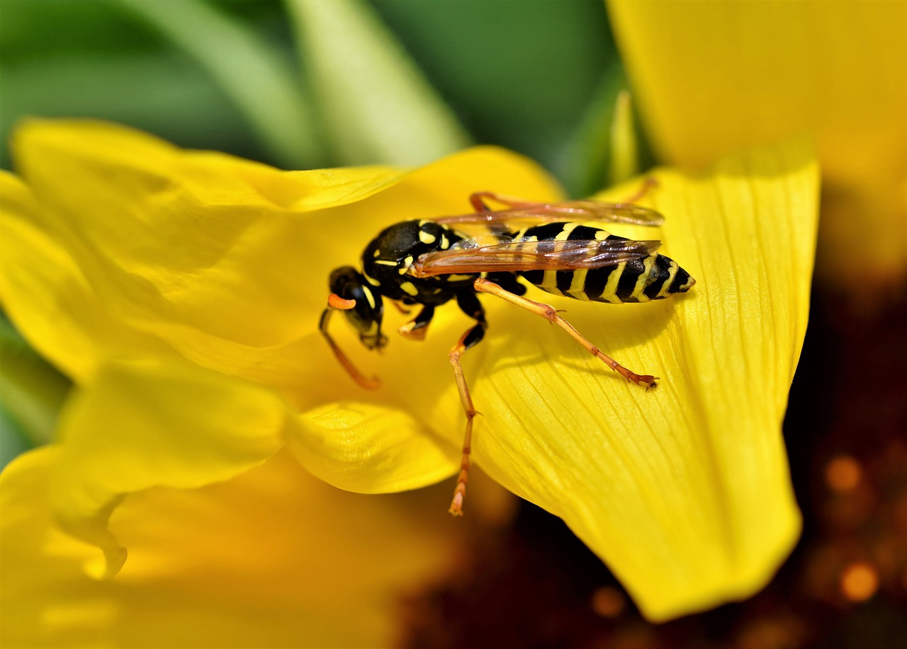 wasp, insect, sting-4427286.jpg