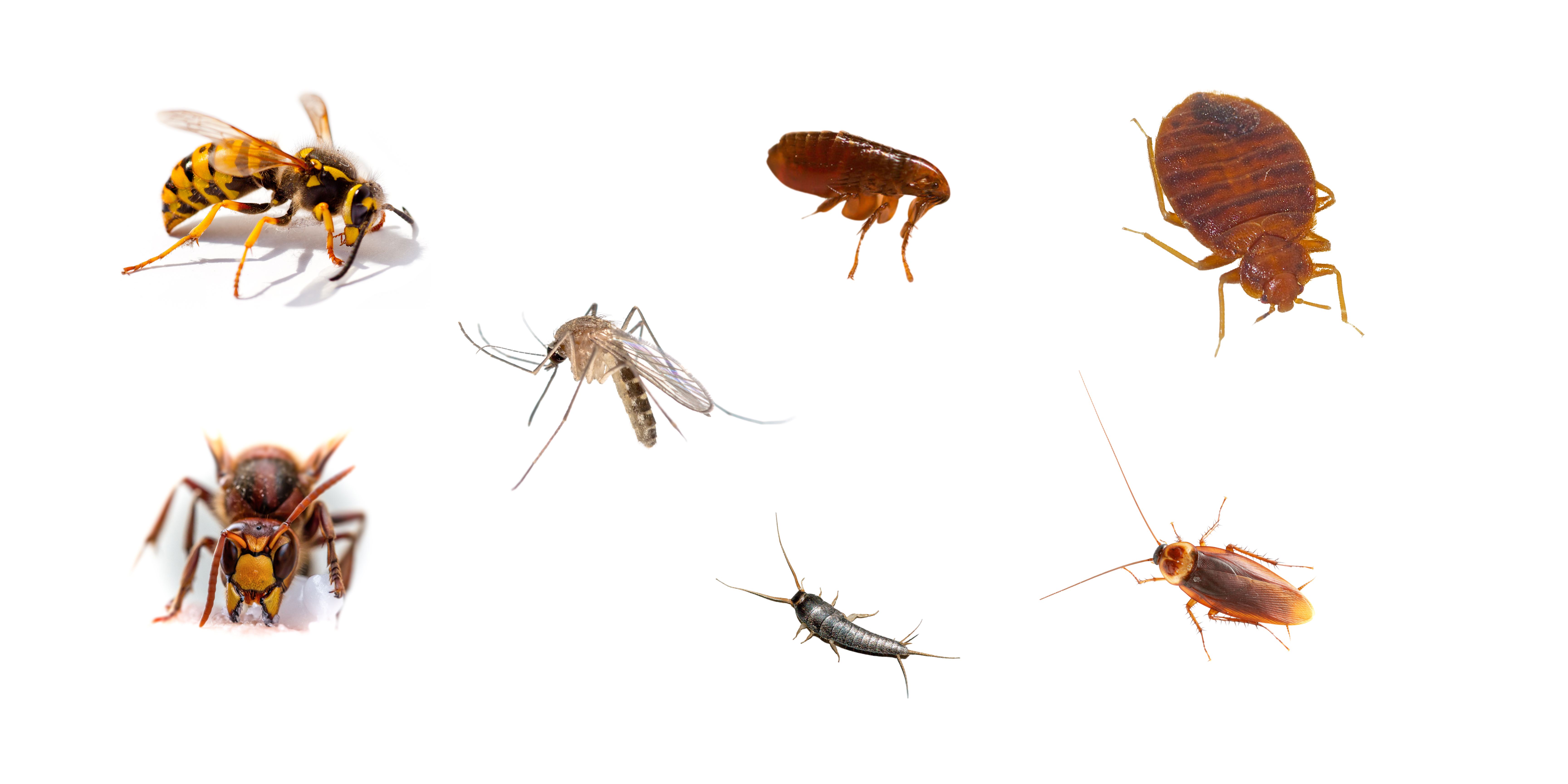 Quels sont les insectes à manger les plus populaires ?