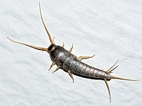 insectes dans la maison