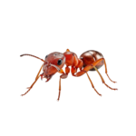 fourmi rouge