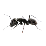 fourmi de jardin