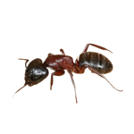 désinsectisation des fourmis