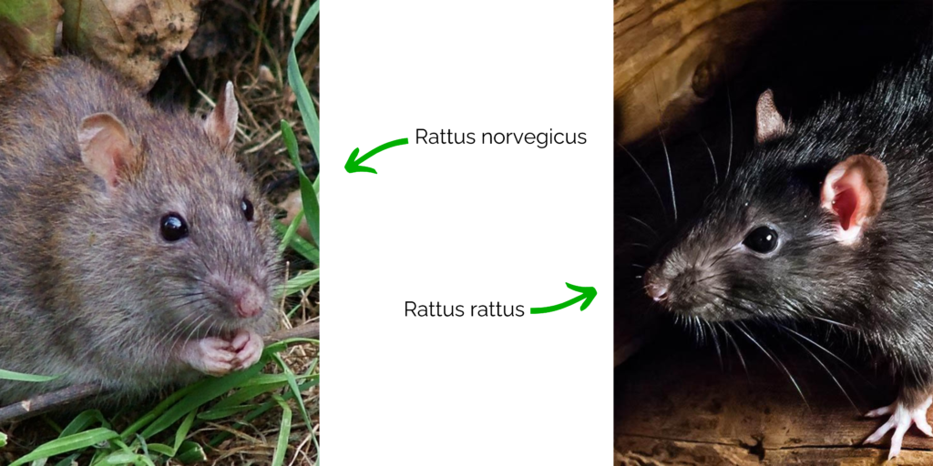 comportement du rat