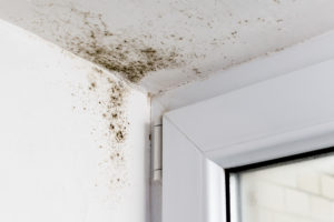 moisissure maison proche de la fenêtre sur le mur et le plafond