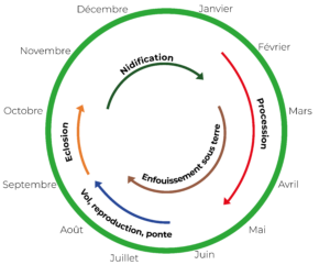 Cycle de vie des chenilles processionnaires