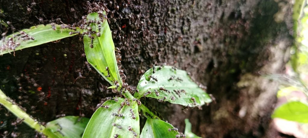 fourmis de jardin