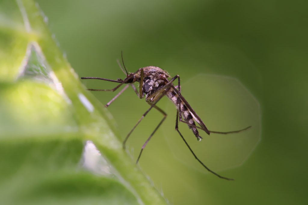 insectes dans le jardin