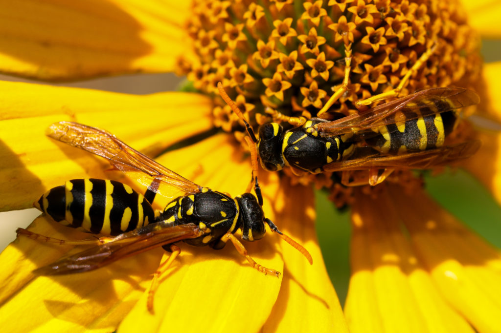 nuisibles dans le jardin