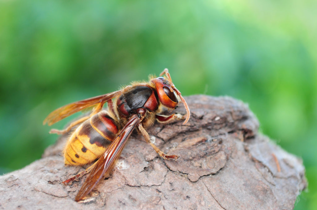 frelon dans le jardin