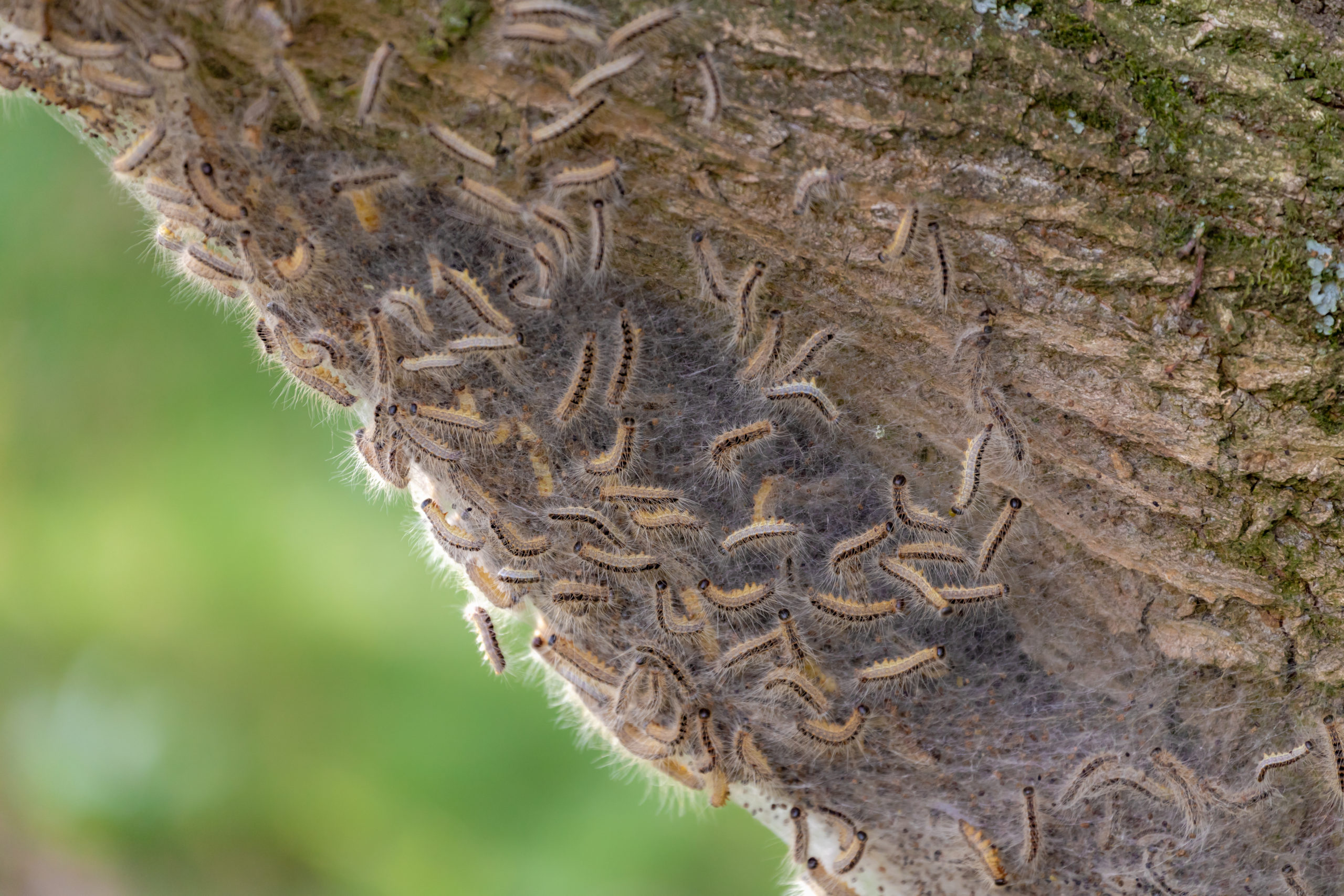 chenilles processionnaires à la file indienne qui descendent de l'arbre