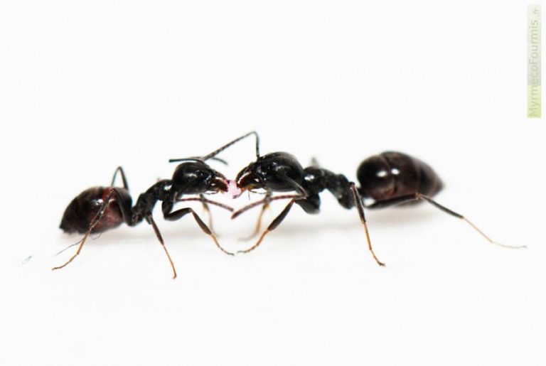 Fourmi tapinoma magnum