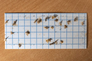 piège avec des mites collées pour se débarrasser des mites alimentaires
