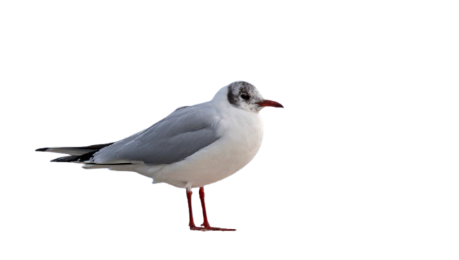 Mouette