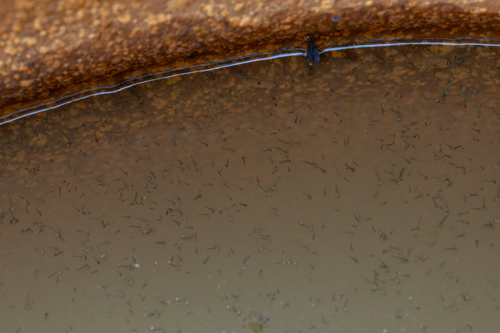 larve de moustique dans l'eau