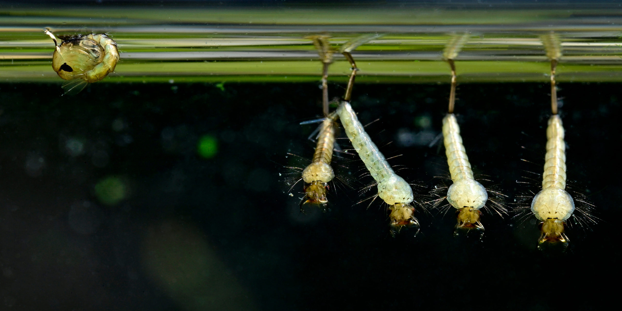 Zoom sur des larves dans de l'eau stagnante