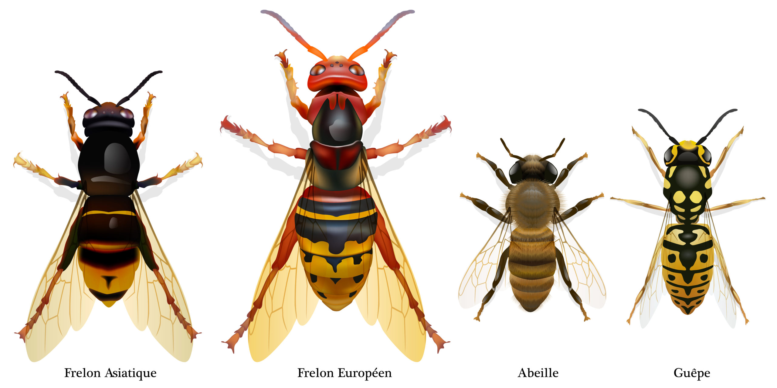 frelons, guêpes et abeilles