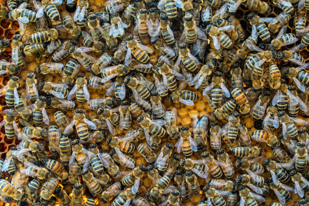 Les ouvrières dans un essaim d'abeilles