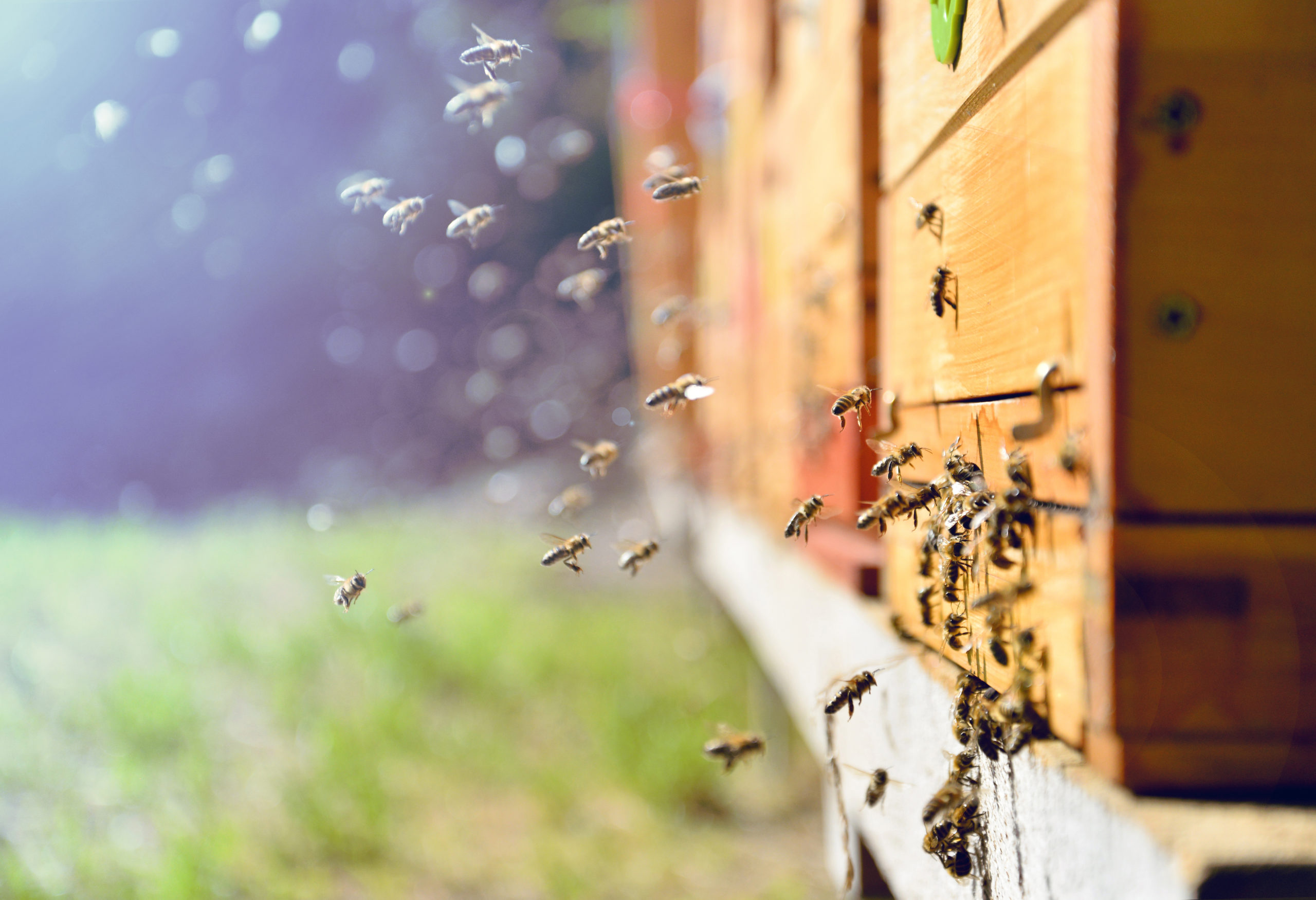 abeilles devant une ruche qui protèges sinon l'abeille meurt quand elle pique