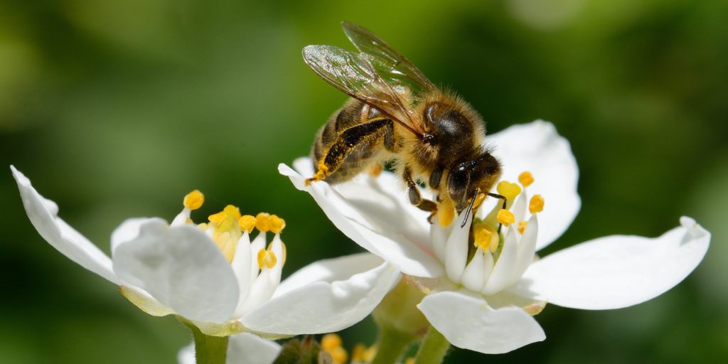 Une abeille qui butine une fleur dans le jardin