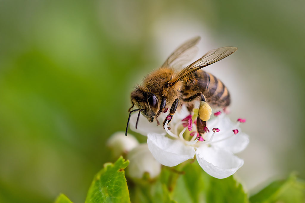 Abeille