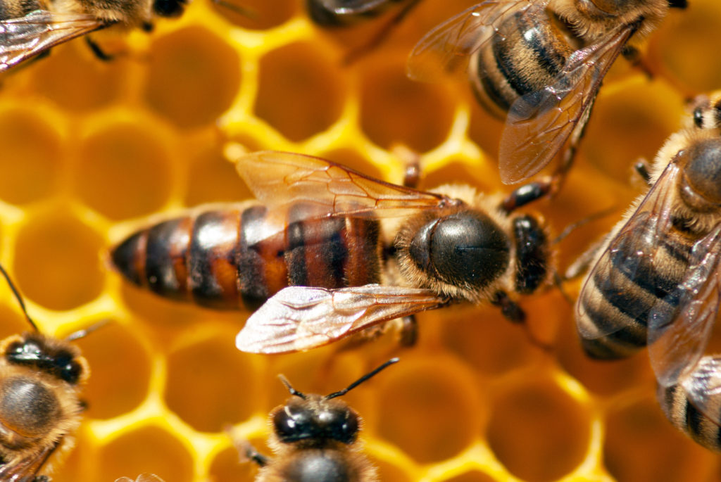 Une reine dans un essaim d'abeilles