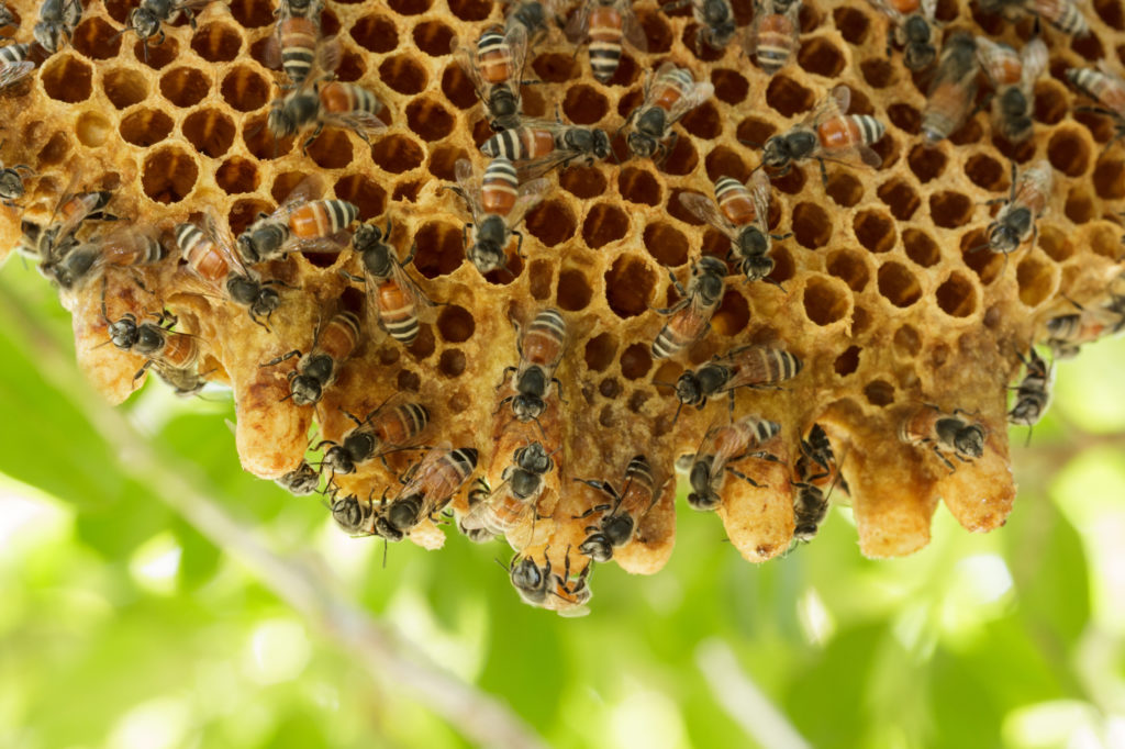 essaim de nid d'abeille