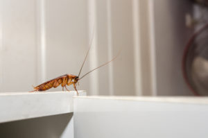 cafards dans la maison à la salle de bain