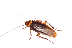 à quoi ressemble un cafard ?