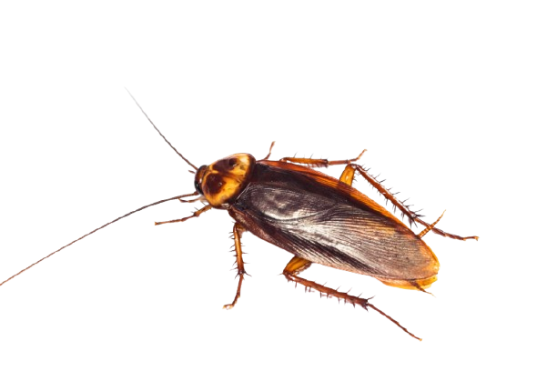 à quoi ressemble un cafard ?