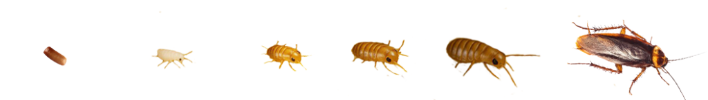 à quoi ressemble un cafard