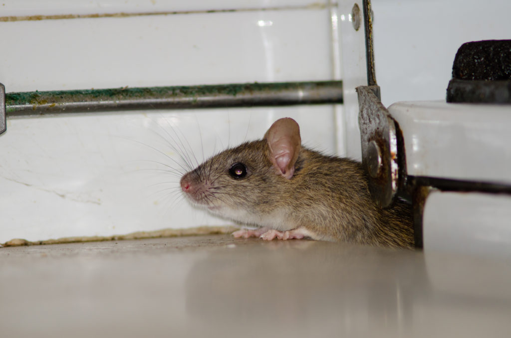 un rat qui entre dans la maison