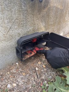 se débarrasser des souris avec un poste sécurisé de dératisation ouvert. Les rats ont consommé l'appât.