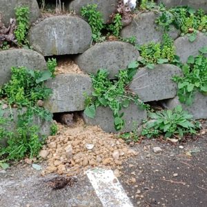 lutter contre les rats dans le jardin qui font des trous