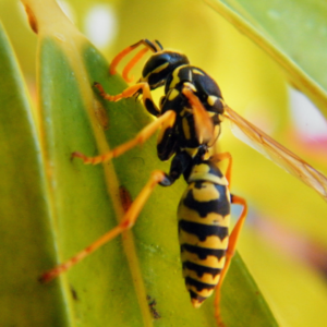 Une guêpe sur une feuille