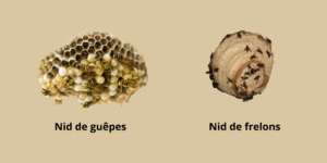Nids de guêpes et frelons