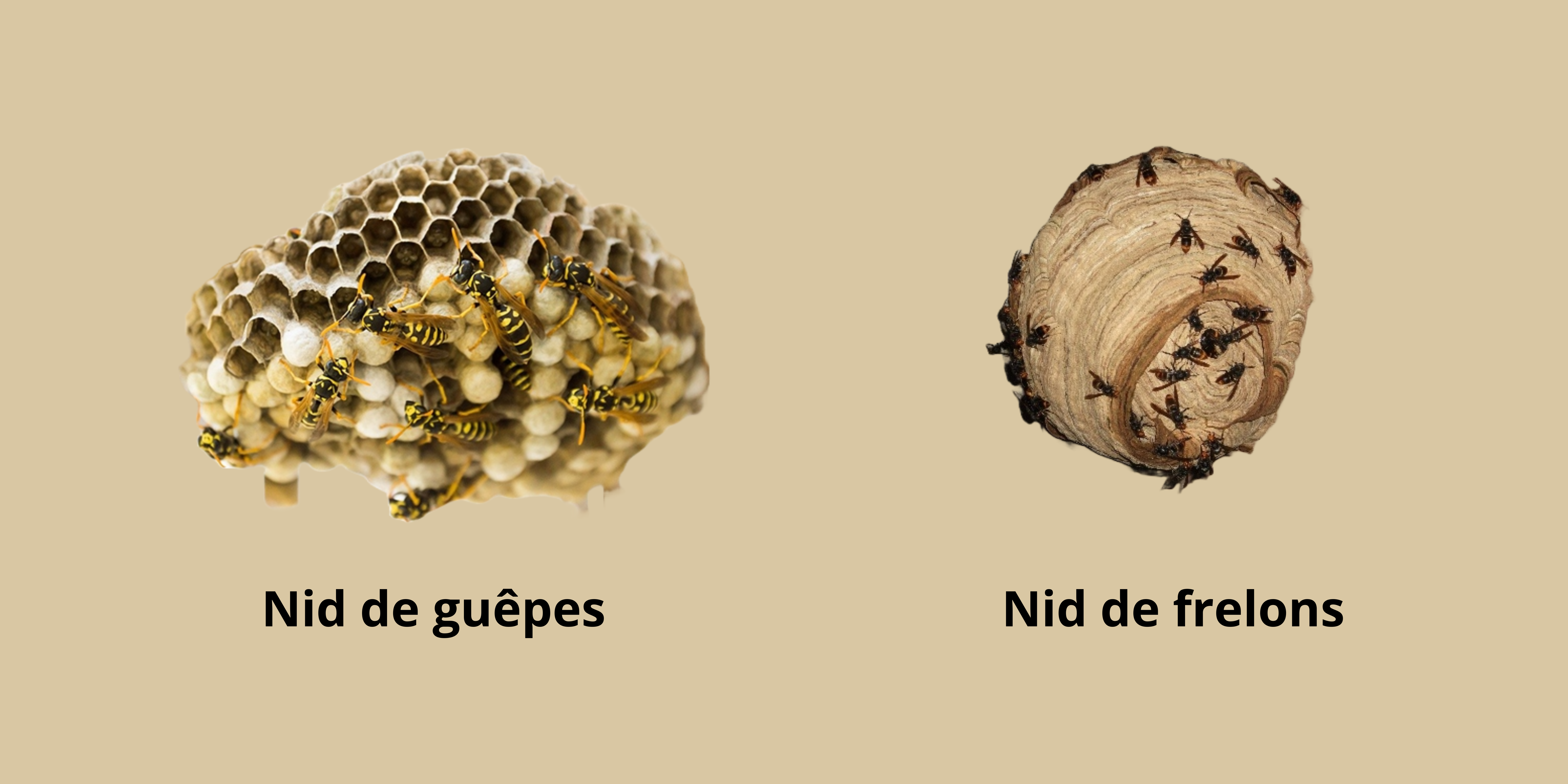 Nids de guêpes et frelons