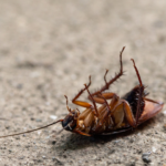 Un cafard sur le dos