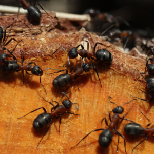 fourmis charpentières