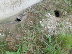 trous de rat dans le jard