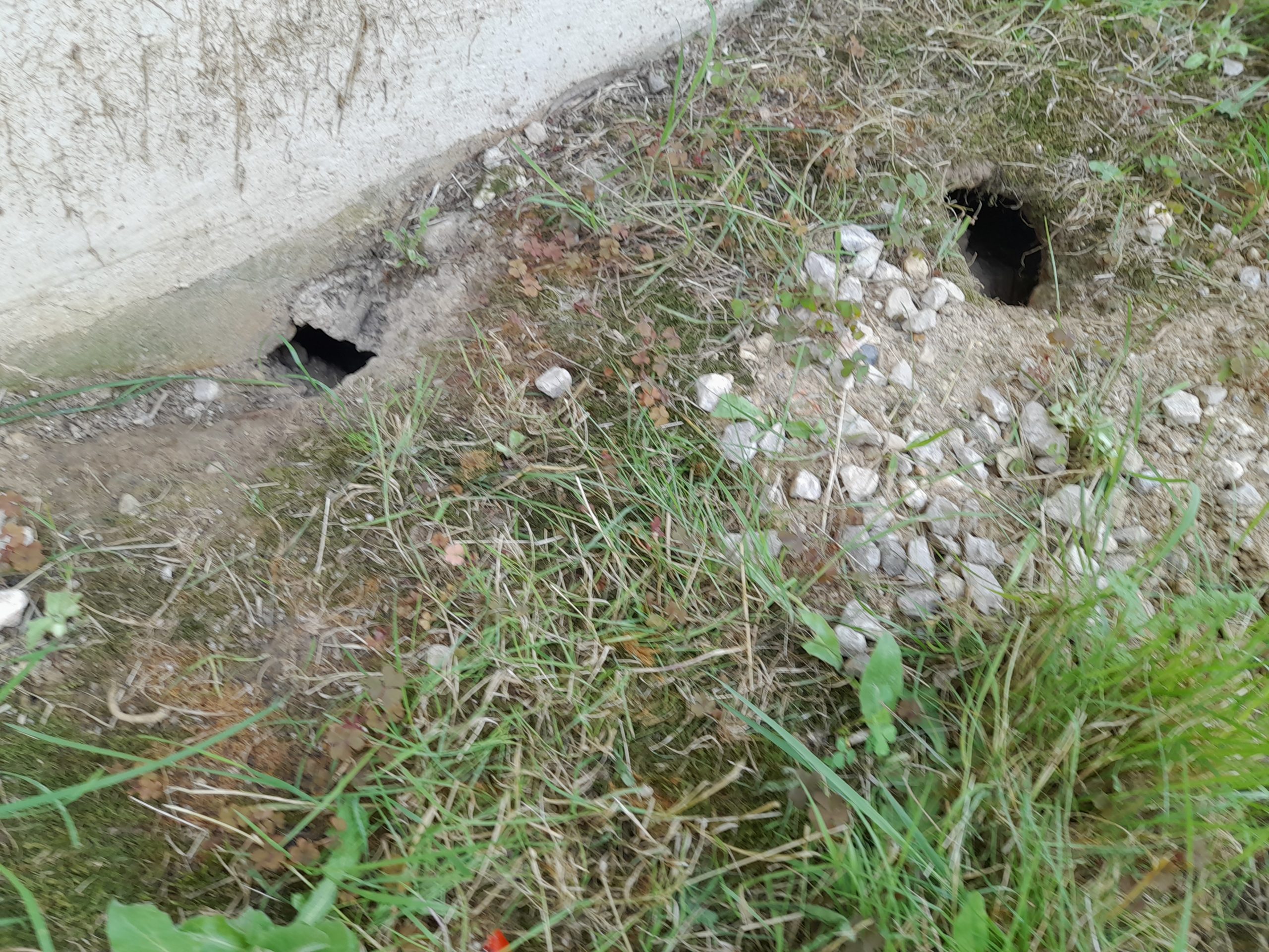 trous de rat dans le jard