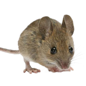 La sourie
