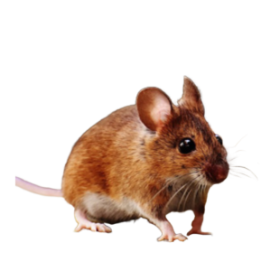 Un mulot