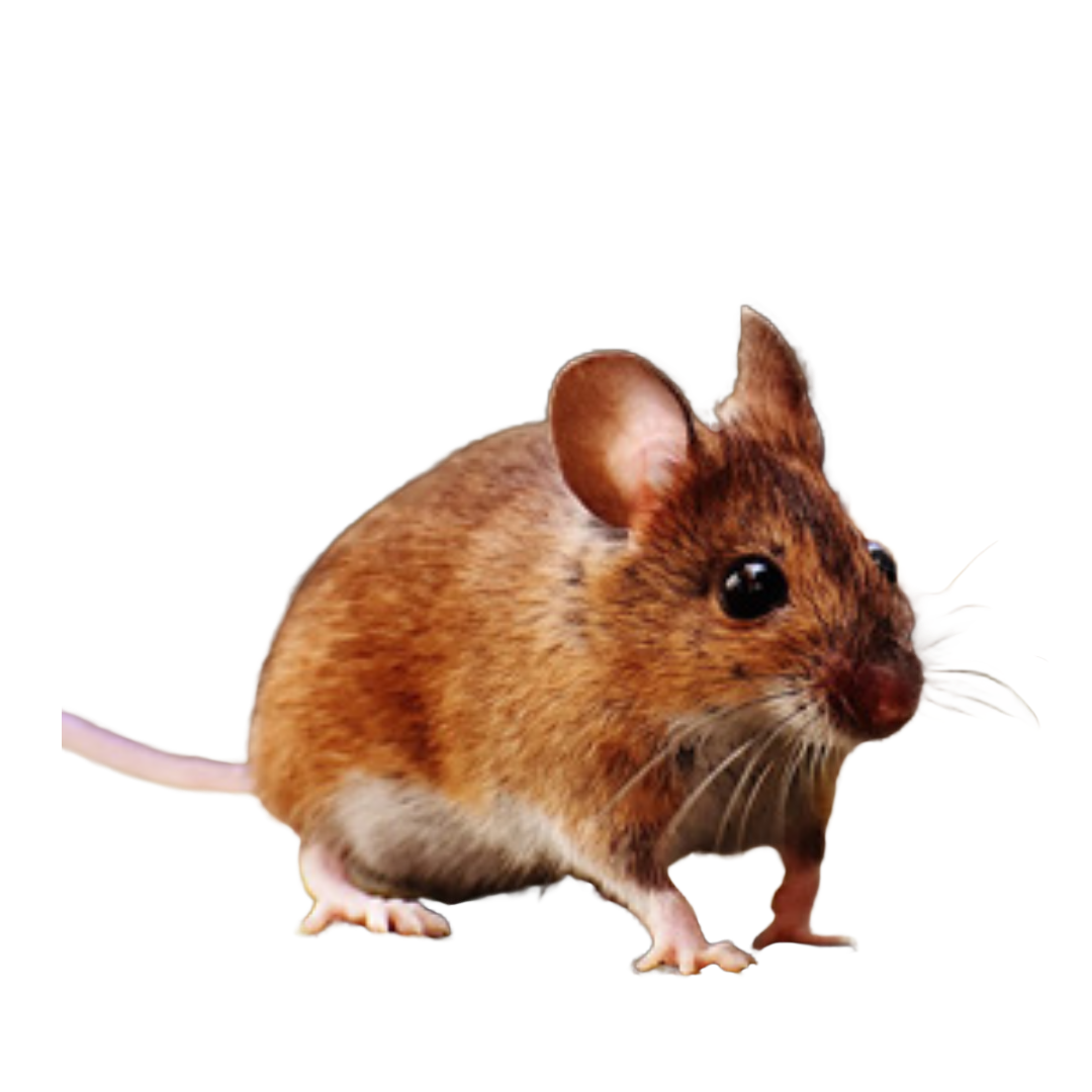 Un mulot